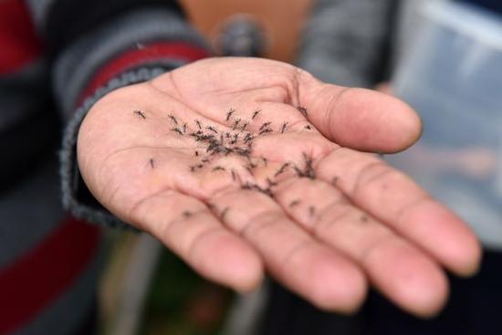 WOLBAKI X射線儀:能讓蚊子不孕不育 斷子絕孫